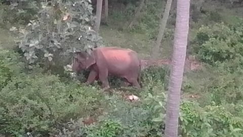 குற்றாலம் ஐந்தருவி செல்லும் சாலையில் வனப் பகுதியில் உலா வந்த யானை.