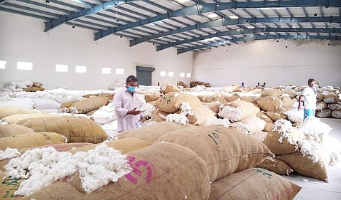 பருத்தி விற்பனை