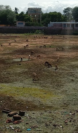 ஸ்ரீவில்லிபுத்தூரில் தண்ணீரின்றி வடு ஆடுகள் மேயும் நிலமாக மாறியுள்ள ஆண்டாள் கோயிலுக்குச் சொந்தமான திருமுக்குளம்.