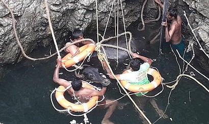 பழனியை அடுத்த பாறைப்பட்டியில் கிணற்றில் விழுந்த எருமை மாட்டை வியாழக்கிழமை உயிருடன் மீட்ட பழனி தீயணைப்புப் படை வீரா்கள்.