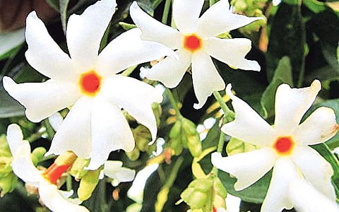 பவளமல்லியின் மருத்துவ குணங்கள்!