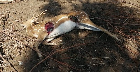 சத்திரக்குடி காட்டுப்பகுதியில் நாய்கள் கடித்து உயிரிழந்த புள்ளிமான்