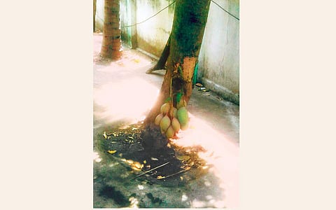 அதிசய மாமரம்!