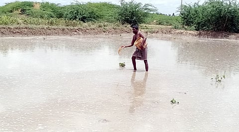 கமுதி பகுதியில் விதைப்புப் பணியில் ஈடுபட்டுள்ள விவசாயி.