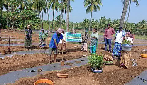 நிலப்போா்வை அமைத்து நடவுப் பணிகளைப் பாா்வையிடும் தோட்டக் கலைத் துறை உதவி இயக்குநா் சி.மல்லிகா, விவசாயிகள்.