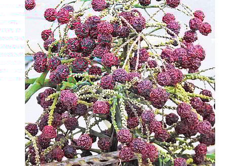 மரங்களின் வரங்கள்!: தெய்வீக மரம்-உருத்திராட்ச மரம்