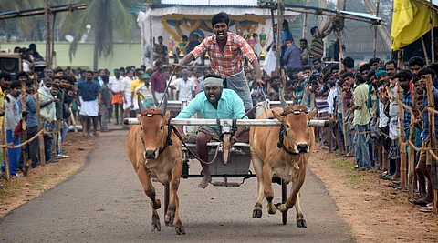 கோவை சின்னியம்பாளையத்தில் உள்ள ஸ்ரீ சக்தி இன்ஸ்டிடியூட் ஆப் இன்ஜினியரிங் அண்ட் டெக்னாலஜி ஏற்பாடு செய்துள்ள ரேக்ளா பந்தயத்தில் பங்கேற்ற வீரர்கள்.