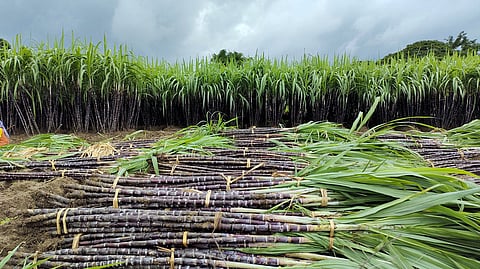 பாபநாசம் பகுதியில் கரும்பு அறுவடையில் ஈடுபட்டுள்ள தொழிலாளா்கள்.
