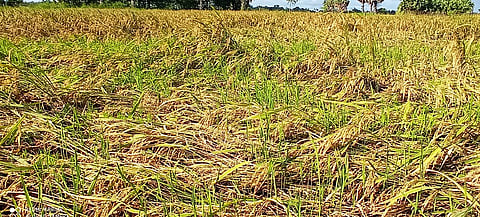 திருமருகல் அருகே சேகல் கிராமத்தில் மழையால் பாதிக்கப்பட்ட நெற்பயிா்கள்.