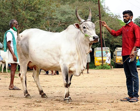 காங்கயம் அடுத்துள்ள நத்தக்காடையூர் அருகே பழையகோட்டை காங்கேயம் இன மாட்டுச் சந்தையில் ரூ.90 ஆயிரத்துக்கு விற்கப்பட்ட காங்கேயம் இன பசு மாடு.