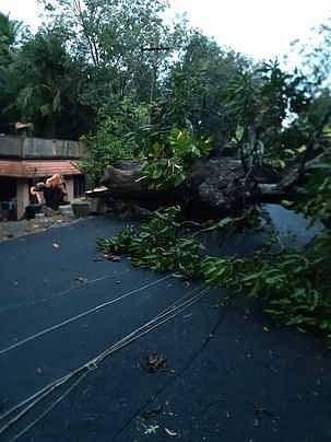 குலசேகரம் அருகே சாய்ந்த பழமையான மரம்.