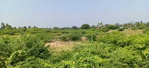 பென்னாகரம் அருகே முள்செடிகள் நிறைந்து காணப்படும் முட்டான் ஏரி.