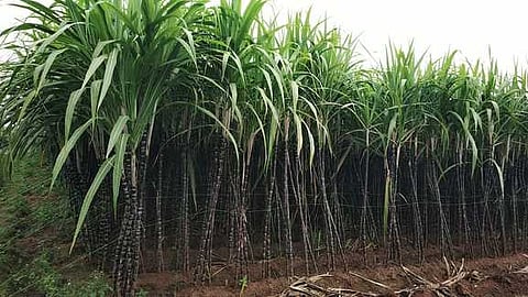 பொங்கல் விற்பனைக்காக காத்திருக்கும் செங்கரும்பு பயிா் செய்துள்ள விவசாயிகள்.