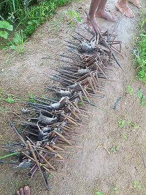 தஞ்சாவூா் அருகே வைரபெருமாள்பட்டியில் எலியால் சேதமடைந்த பயிரைக் காட்டும் விவசாயி.