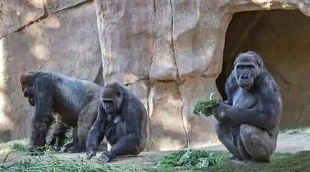 அமெரிக்காவில் கொரில்லாக்களுக்கு கரோனா தொற்று