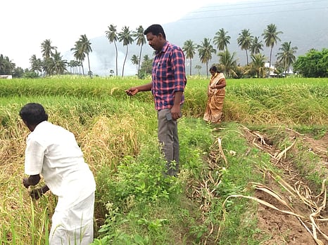 நெற் பயிரில் குலைநோய் தாக்குதல்: வேளாண் அலுவலா்கள் ஆய்வு