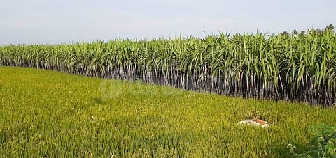 தொடர் மழை எதிரொலி சின்னமனூரில் செங்கரும்பு விற்பனை சரிவு