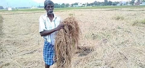 தொடா் மழை: வத்திராயிருப்பு அருகே50 ஏக்கா் நெற்பயிா்கள் சேதம்
