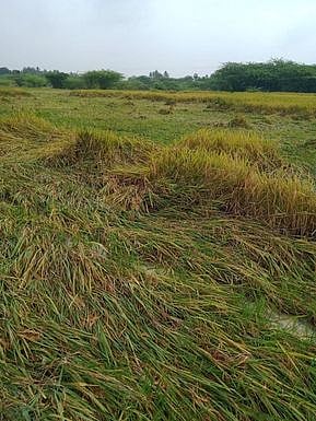 புதுக்கோட்டை மாவட்டம், கீரனூா் அருகே மாங்குடியில் தலைசாய்ந்துள்ள நெற்பயிா்.