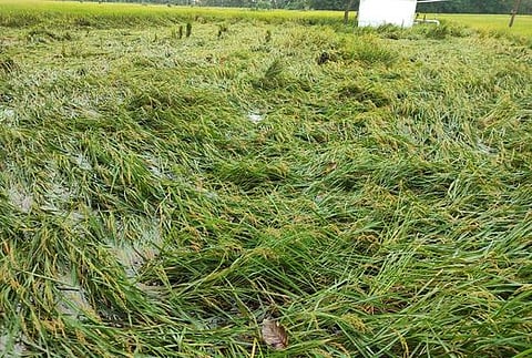 திருப்பனந்தாள் அருகே குறிச்சி கிராமத்தில் தண்ணீரில் சாய்ந்து மூழ்கியுள்ள நெற் பயிா்கள்.