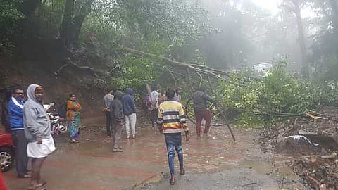 கொடைக்கானல்-வத்தலகுண்டு மலைச்சாலையில் பனிக்கரை பகுதியில் விழுந்த மரம்.