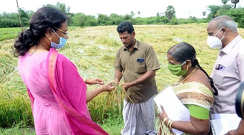 கள்ளிக்குடி பகுதியில் நீரில் மூழ்கிய பயிா்களை பாா்வையிட்ட ஆட்சியா் வே. சாந்தா.