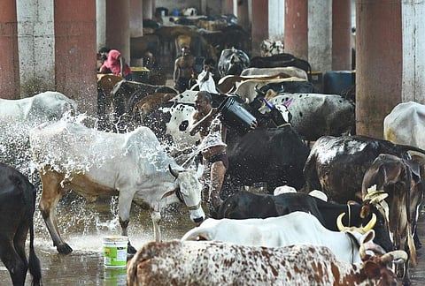 உழவுத் தொழிலுக்கு உறுதுணையாக இருந்து, வருடமெல்லாம் கடுமையாக உழைத்து, நமது உயர்வுக்கு உழைக்கும் மாடுகளை நன்றாக குளிக்க வைத்து மகிலும் விவசாயிகள்.