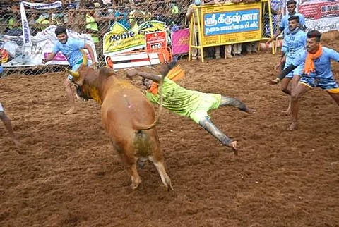 பாலமேடு ஜல்லிகட்டு போட்டி:  7 வீரர்கள் காயம்