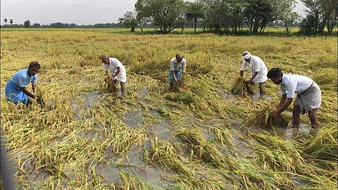 கிளார்வெளி கிராமத்தில் மழை நீர் வயலில் தேங்கியதால் சேதமடைந்த நெல் பயிர்களைக் காப்பாற்றும் முயற்சியில் ஈடுபட்டுள்ள விவசாயிகள் .