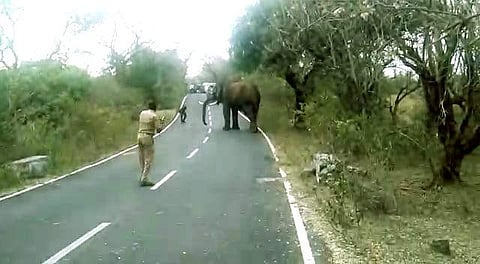 முதுமலை புலிகள் காப்பகத்தில் வழிமறித்த யானை