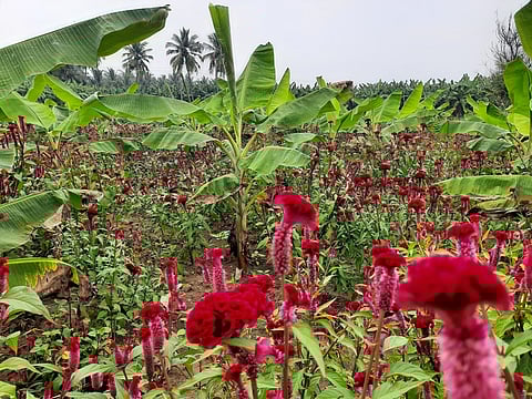 கே.என்.பாளையத்தில்  சாகுபடி செய்யப்பட்டுள்ள  கோழிக்கொண்டை.