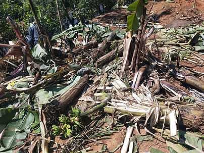 யானைகளால் சேதப்படுத்தப்பட்ட வாழை மரங்கள்.