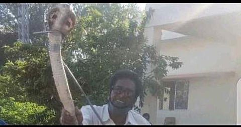 திருமலையில் பிடிபட்ட நல்லபாம்பு.