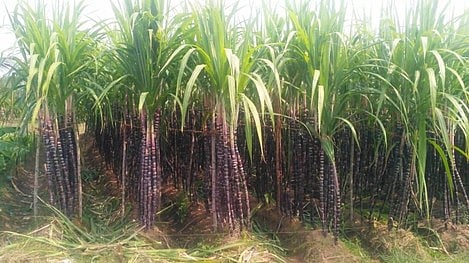 அரியலூா் மாவட்டம், சிலால் கிராமத்தில் அறுவடைக்குத் தயராக உள்ள செங்கரும்பு.