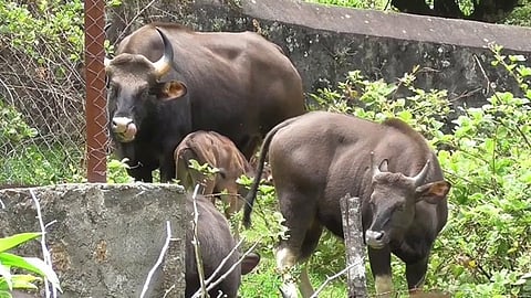 கொடைக்கானல் அரசு மருத்துவமனை வளாகத்தில் திரியும் காட்டு மாடுகள்.
