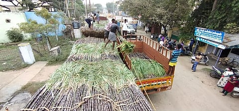 காட்பாடியில் உள்ள கூட்டுறவு அங்காடிக்கு லாரிகளில் வந்த கரும்புக் கட்டுகள்.