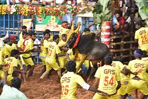 திருப்பூர் மாவட்டம் அழகு மலையில் ஞாயிற்றுக்கிழமை தொடங்கிய ஜல்லிக்கட்டு போட்டியில் காளையை அடக்க முயற்சிக்கும் மாடுபிடி வீரர்கள்.