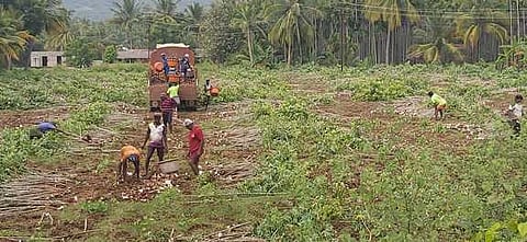 அறுவடை செய்யும் தொழிலாளா்கள்.