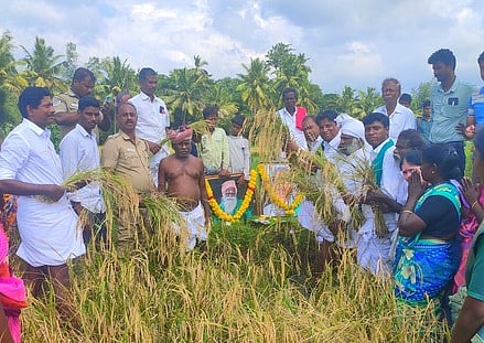 பாரம்பரிய நெல் அறுவடைத் திருவிழா