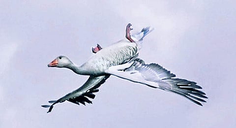 இணைய வெளியினிலே...