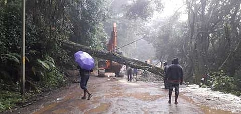 கொடைக்கானலில் தொடா் மழை: மரம் விழுந்து போக்குவரத்துப் பாதிப்பு