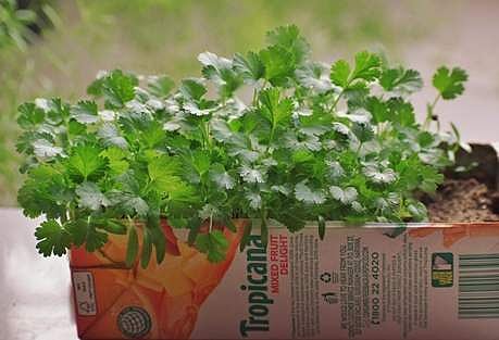 உடலிலுள்ள நச்சுகளை வெளியேற்ற உதவும் கொத்தமல்லி