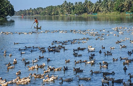 பறவைக் காய்ச்சல்: கேரளத்தில் பறவைகள் அழிப்புப் பணிகள் தொடக்கம்