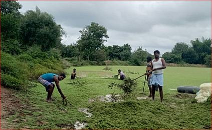 சேடக்குடிக்காடு கிராமத்திலுள்ள ஏரியில் பாசியை அப்புறப்படுத்தும் பணியில் ஈடுபட்டுள்ள இளைஞா்கள்.