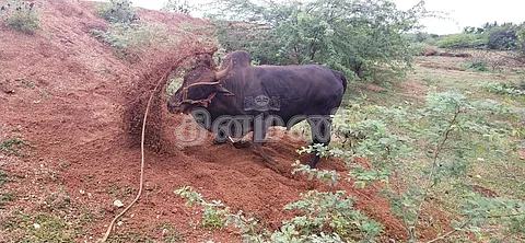 ஜல்லிக்கட்டுக்குத் தயாராகும் காளை, காளையர்கள்