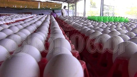 முட்டை விலை நிலவரம்