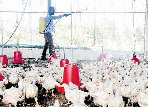 பறவைக் காய்ச்சல் பாதிப்பு மாநிலங்களுக்கு நிபுணா்கள் குழு