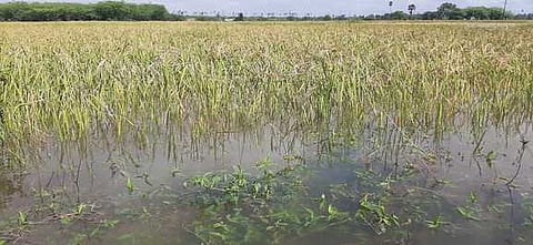 செஞ்சி, மேல்மலையனூா் பகுதிகளில் 2 ஆயிரம் ஏக்கா் நெல் பயிா்கள் நீரில் மூழ்கி சேதம்