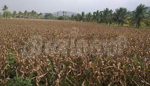 எல்லையில் பதற்றம்: அறுவடையை முடிக்க அவசரம் காட்டும் விவசாயிகள்!