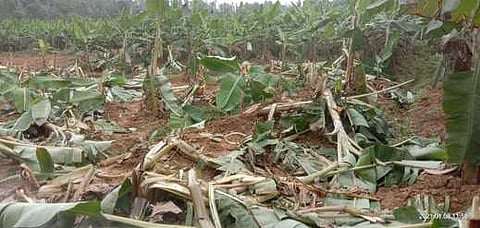 யானையால் சேதப்படுத்தப்பட்ட வாழை மரங்கள்.